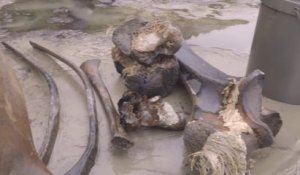 Russie: des pêcheurs découvrent un squelette de mammouth