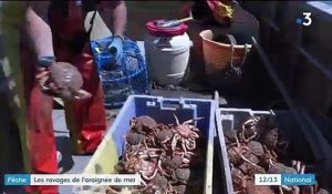 Pêche : l'araignée de mer fait des ravages