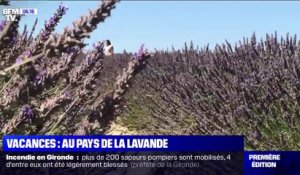 Les touristes français au secours des lavandiers de Valensole