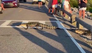 En Caroline du sud les alligators traversent au passage piéton