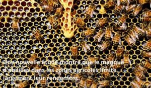 Le déclin des abeilles impacte fortement le rendement de plusieurs cultures vivrières