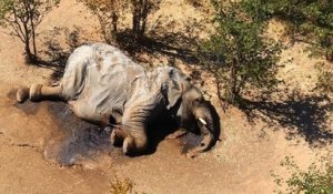 Une toxine naturelle serait à l'origine de la mystérieuse mort des éléphants du Botswana
