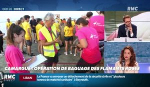Objectif Terre : Opération de baguage des flamants roses en Camargue - 05/08