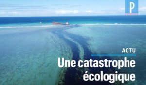 Marée noire sur l’Île Maurice : « On fabrique des bouées avec des cheveux et des plumes de pintades »