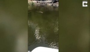 Un faon en train de se noyer demande de l'aide à des touristes