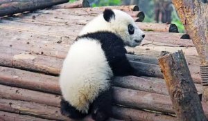 La conservation du panda géant n'a pas profité aux grands carnivores partageant son territoire