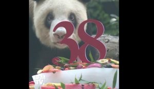 Le plus vieux panda géant au monde (en captivité) célèbre ses 38 ans en Chine