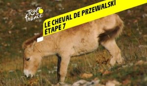 Tour de France 2020 : Étape 7 - Le cheval de Przewalski