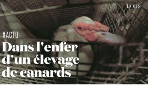 Les images cauchemardesques de L214 dans un élevage de canards de la filière foie gras