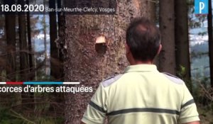 Dans les Vosges, la forêt menacée par le réchauffement climatique