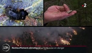 Russie : les forêts menacées par le changement climatique