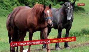 Jura : deux nouveaux cas de juments mutilées