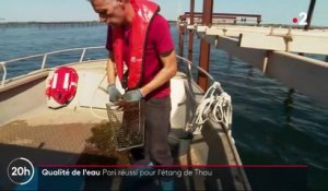 Hérault : l'étang de Thau est de moins en moins pollué