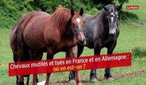 Chevaux mutilés et tués en France et en Allemagne : où en est-on ?