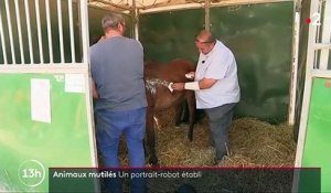 Chevaux mutilés : le portrait-robot d'un agresseur établi dans l'Yonne