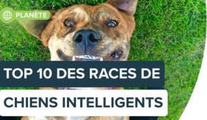Le top 10 des races de chiens les plus intelligents | Futura