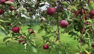 Culture bio de pommes à Châteauguay