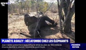 Une bactérie en cause dans la mort de plusieurs éléphants au Zimbabwe
