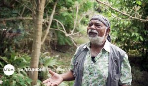 La Réunion : Le moringa