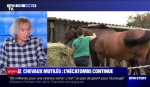 Chevaux mutilés: ce vétérinaire pointe "un défaut de savoir-faire en médecine légale vétérinaire en France"