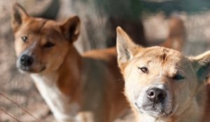 Disparu depuis 50 ans, le chien chanteur de Nouvelle-Guinée fait sa réapparition