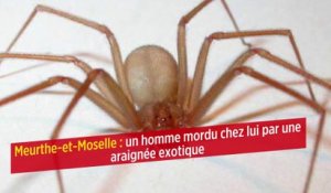 Meurthe-et-Moselle : un homme mordu chez lui par une araignée exotique