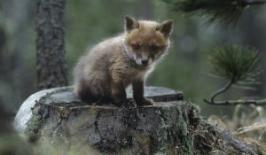 1 430 renards sauvés d'une mort certaine grâce à une décision de justice salvatrice