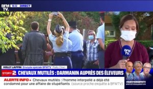 Story 4 : Un homme arrêté dans le cadre de l'enquête sur des chevaux mutilés - 07/09