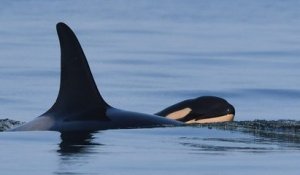 Nouvelle naissance pour l'orque qui avait porté le corps de son petit décédé pendant 17 jours