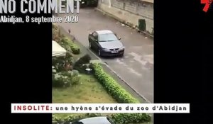 Insolite - Une hyène s’évade du zoo d’Abidjan