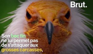 Connaissez-vous le percnoptère d'Egypte, le plus petit vautour d'Europe ?