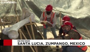 Mexique : sous un aéroport en cours de construction, des mammouths