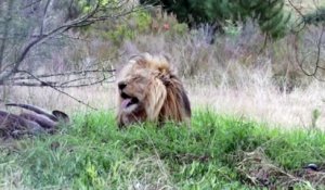 Un photographe animalier va voir un lion de très très près... un peu trop