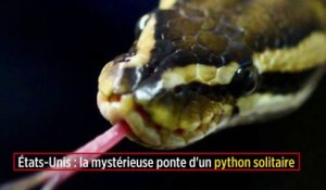 États-Unis : la mystérieuse ponte d'un python solitaire