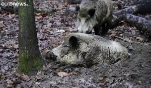 La filière de la viande porcine allemande inquiète, après plusieurs cas de peste porcine africaine