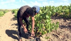 En Algérie, le secteur viticole à la peine