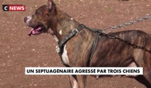 Istres : un septuagénaire agressé par trois chiens