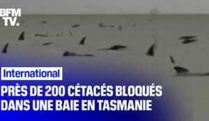 Près de 200 cétacés bloqués dans une baie de Tasmanie