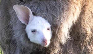 Ce bébé kangourou albinos ressemble comme deux gouttes d'eau à son père !