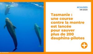 Tasmanie : une course contre la montre est lancée pour sauver plus de 200 dauphins-pilotes