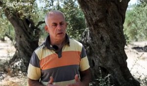 Les olives grecques, victimes du dérèglement climatique