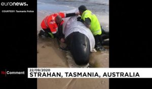 Des cétacés échoués par centaines en Tasmanie
