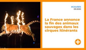 La France annonce la fin des animaux sauvages dans les cirques itinérants