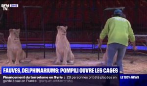 Le gouvernement veut "la fin progressive" des animaux sauvages dans les cirques itinérants