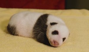 États-Unis : un zoo partage des images d'un bébé panda et fait fondre les internautes