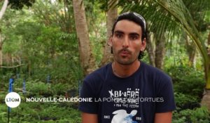 Nouvelle-Calédonie : La ponte des tortues