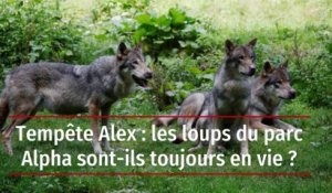 Tempête Alex : les loups du parc Alpha sont-ils toujours en vie ?
