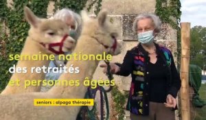 En Charente, une résidence pour seniors teste l’"alpaga-thérapie"
