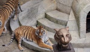 « Fort Boyard » : les tigres vont progressivement disparaître du jeu