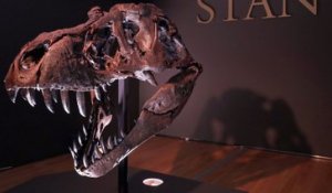 Le T-Rex Stan, vendu 31, 8 millions de dollars, pulvérise un record